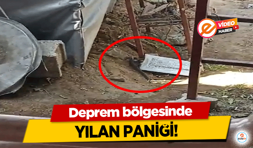 Deprem bölgesinde yılan paniği! 