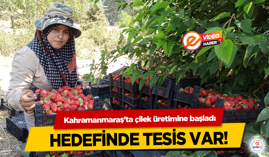 Kahramanmaraş’ta çilek üretimine başladı, hedefinde tesis var!