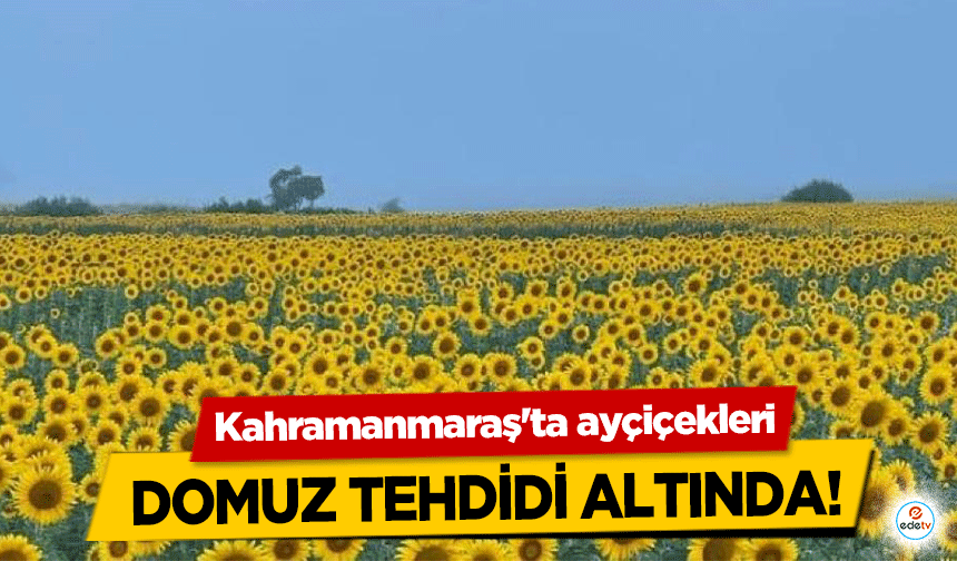 Kahramanmaraş'ta ayçiçekleri domuz tehdidi altında!