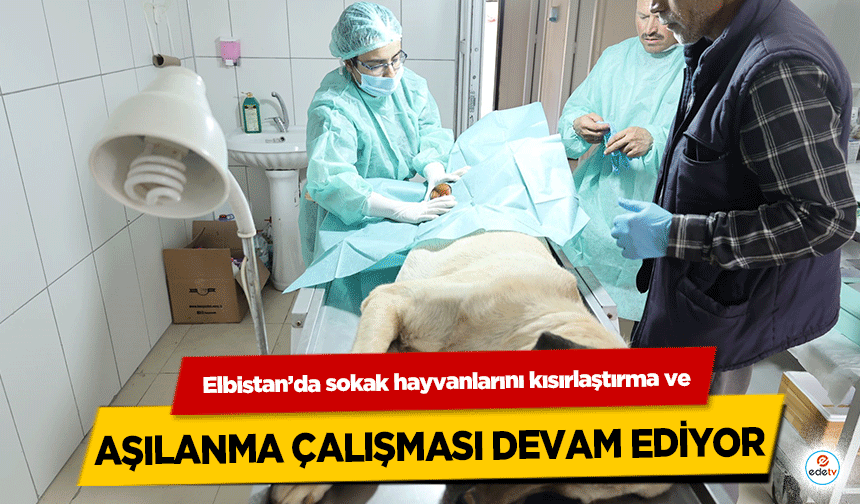 Elbistan’da sokak hayvanlarını kısırlaştırma ve aşılanma çalışması devam ediyor