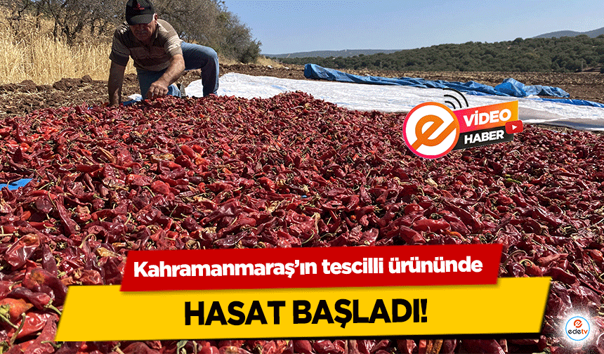 Kahramanmaraş’ın tescilli ürününde hasat başladı!