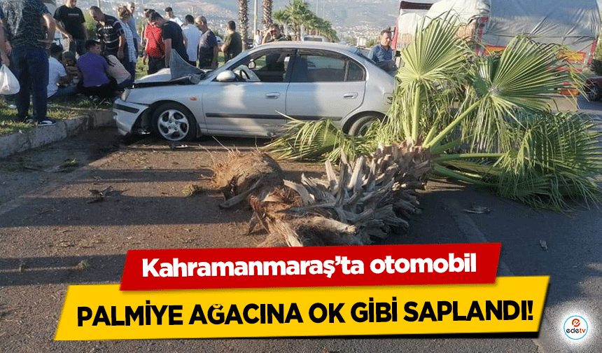 Kahramanmaraş’ta otomobil palmiye ağacına ok gibi saplandı!