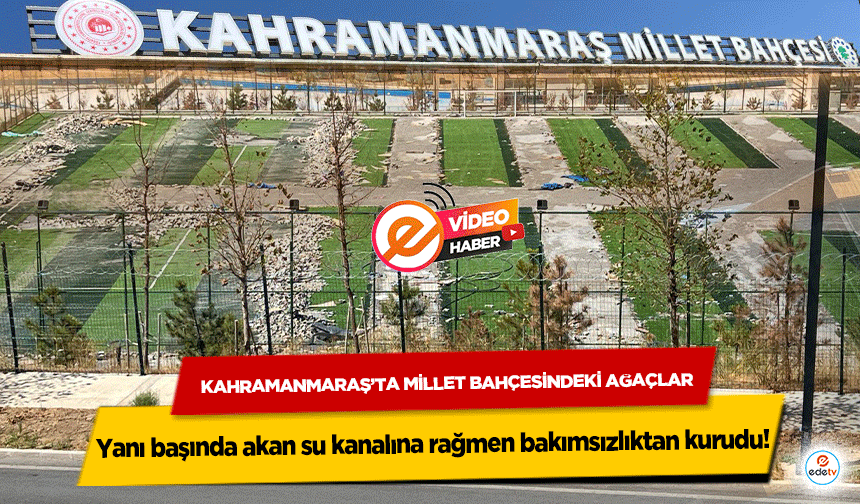 Kahramanmaraş’ta Millet Bahçesindeki ağaçlar yanı başında akan su kanalına rağmen bakımsızlıktan kurudu!