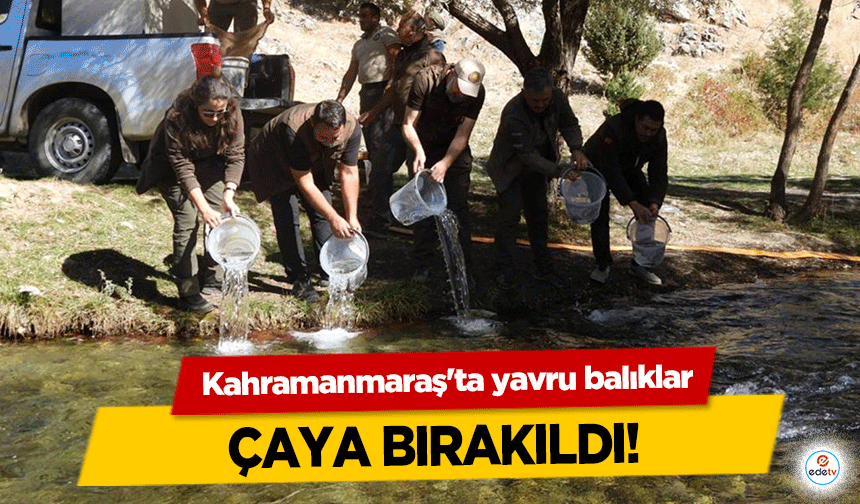 Kahramanmaraş'ta yavru balıklar çaya bırakıldı!