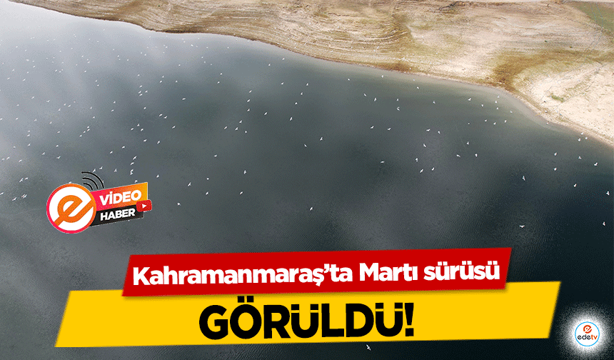 Kahramanmaraş’ta Martı sürüsü görüldü!