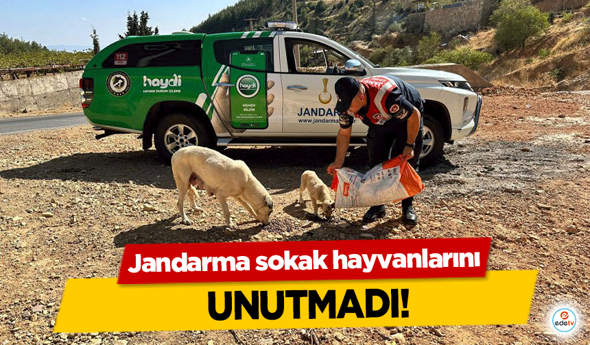 Jandarma sokak hayvanlarını unutmadı