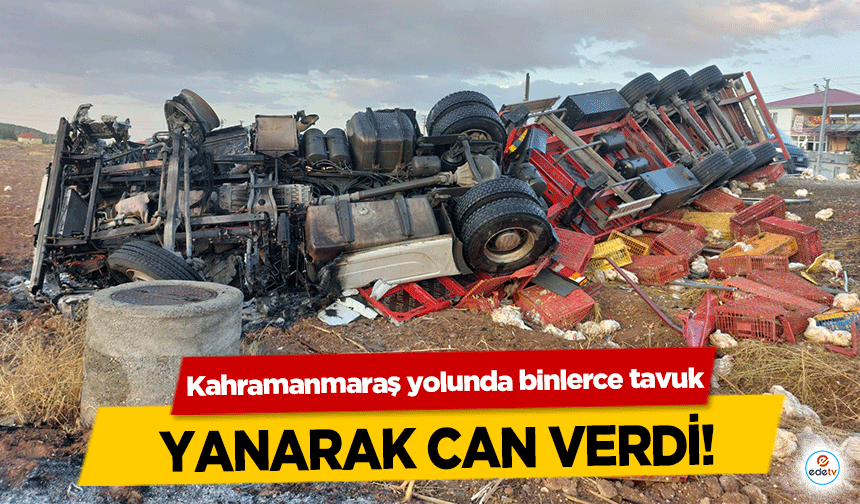 Kahramanmaraş yolunda binlerce tavuk yanarak can verdi!