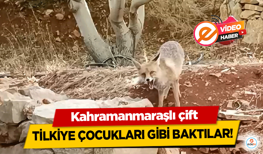 Kahramanmaraşlı çift tilkiye çocukları gibi baktılar!