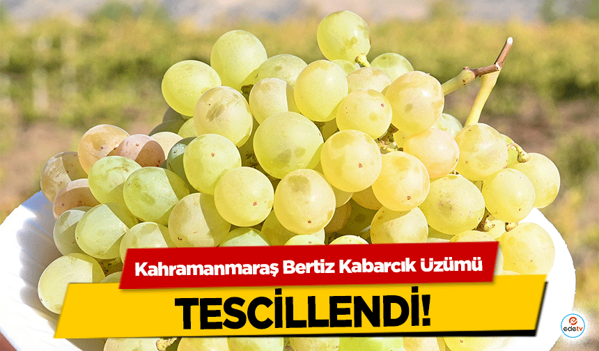 Kahramanmaraş Bertiz Kabarcık Üzümü tescillendi!