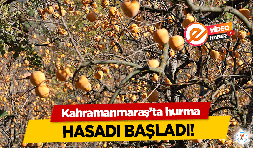 Kahramanmaraş’ta hurma hasadı başladı!