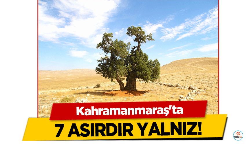 Kahramanmaraş'ta 7 asırdır yalnız!