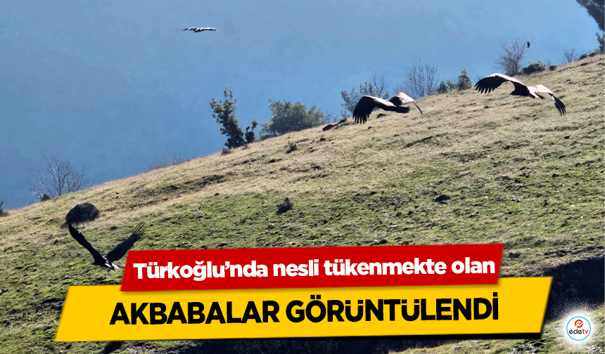 Türkoğlu’nda nesli tükenmekte olan Akbabalar görüntülendi