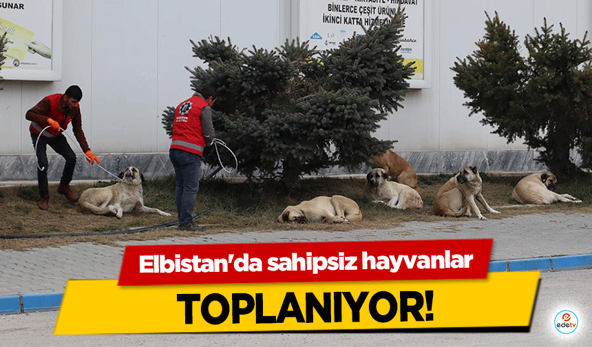 Elbistan'da sahipsiz hayvanlar toplanıyor!