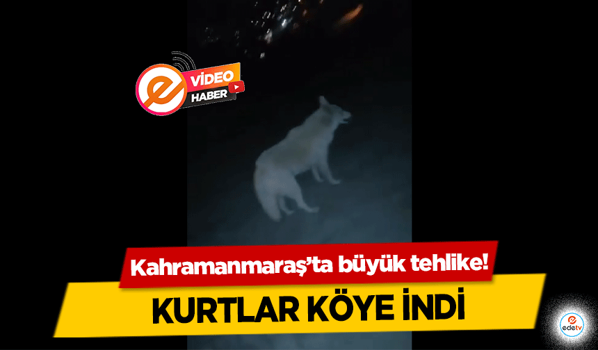 Kahramanmaraş’ta büyük tehlike! Kurtlar köye indi