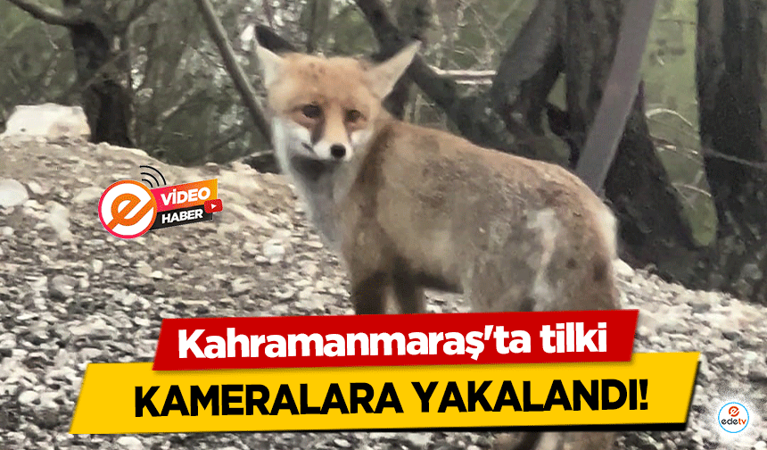 Kahramanmaraş'ta tilki kameralara yakalandı