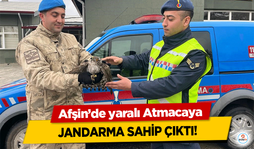 Afşin’de yaralı Atmacaya jandarma sahip çıktı!