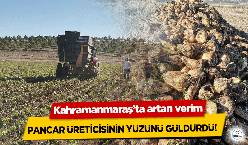 Kahramanmaraş’ta artan verim pancar üreticisinin yüzünü güldürdü! 