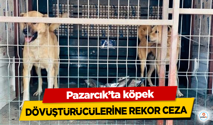 Kahramanmaraş’ta köpek dövüştürücülerine rekor ceza