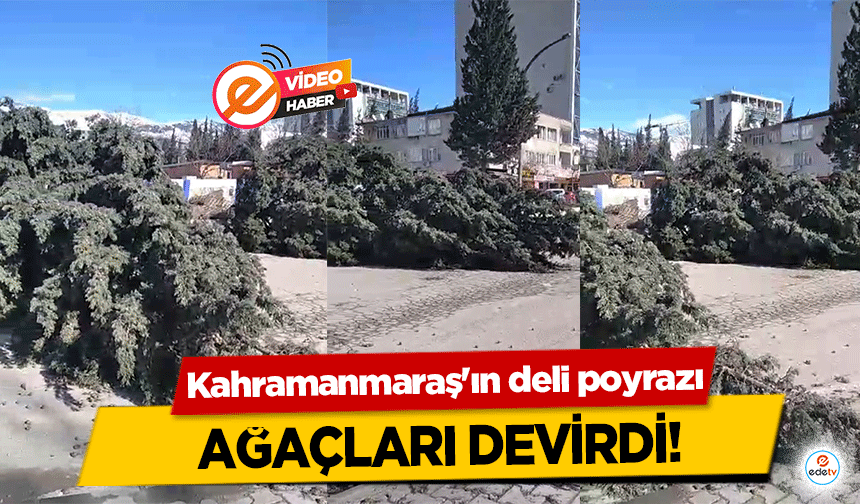 Kahramanmaraş'ın deli poyrazı ağaçları devirdi!