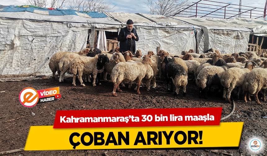 Kahramanmaraş’ta 30 bin lira maaşla çoban arıyor!