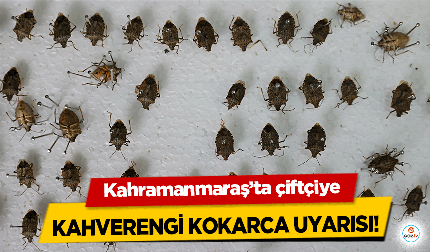 Kahramanmaraş’ta çiftçiye kahverengi kokarca uyarısı!