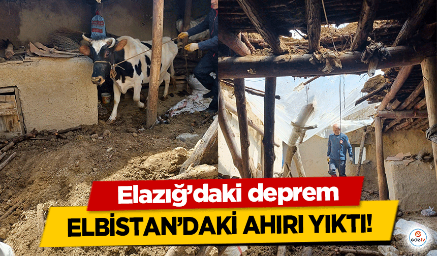 Elazığ’daki deprem Elbistan’daki ahırı yıktı!