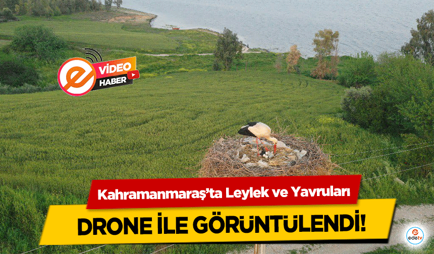 Kahramanmaraş’ta Leylek ve Yavruları drone ile görüntülendi!