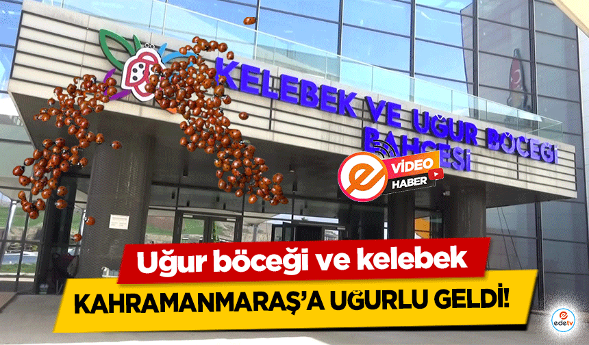 Uğur böceği ve kelebek Kahramanmaraş’a uğurlu geldi!