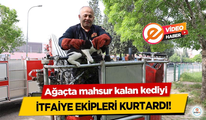 Ağaçta mahsur kalan kediyi itfaiye ekipleri kurtardı