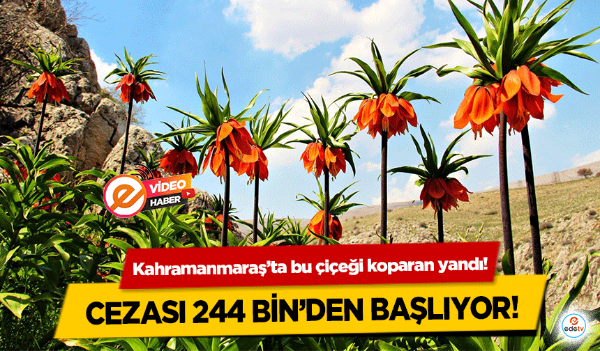 Kahramanmaraş’ta bu çiçeği koparan yandı! Cezası 244 bin’den başlıyor!