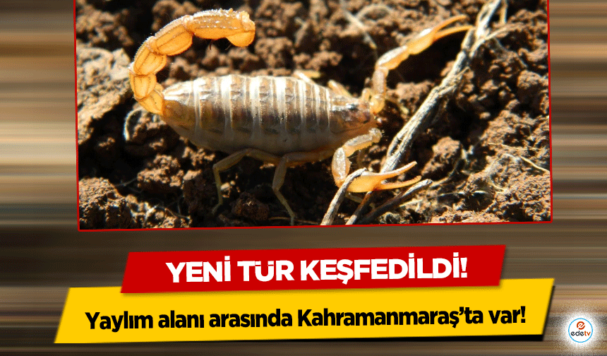 Yeni tür keşfedildi! Yaylım alanı arasında Kahramanmaraş’ta var!