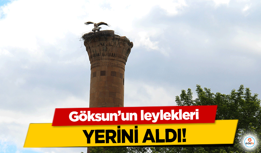 Göksun’un leylekleri yerini aldı!