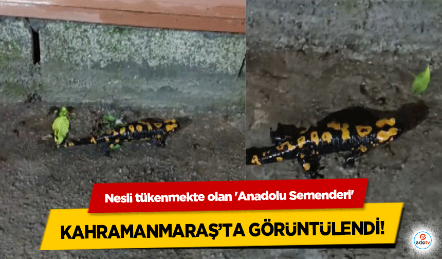 Nesli tükenmekte olan 'Anadolu Semenderi' Kahramanmaraş’ta görüntülendi