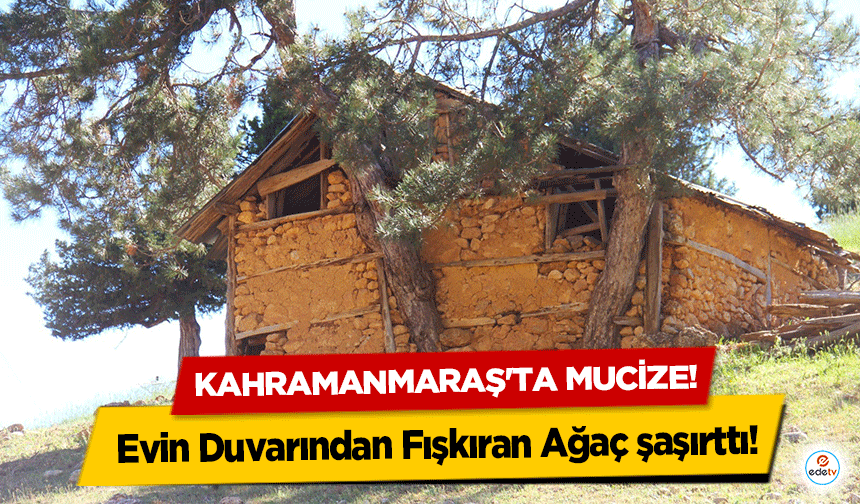 Kahramanmaraş'ta mucize! Evin Duvarından Fışkıran Ağaç şaşırttı!