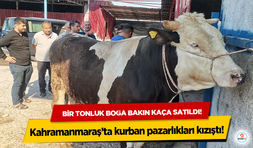 Kahramanmaraş’ta kurban pazarlıkları kızıştı! Bir tonluk boğa bakın kaça satıldı!