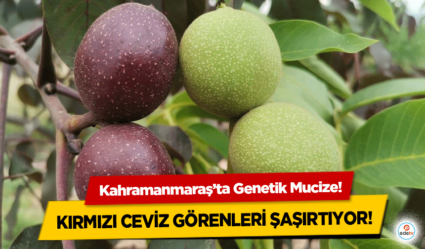 Kahramanmaraş’ta Genetik Mucize! Kırmızı ceviz görenleri şaşırtıyor!