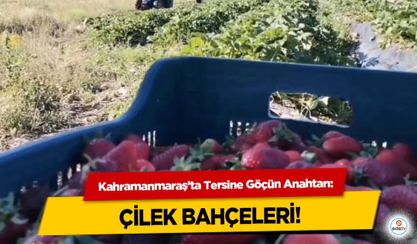 Kahramanmaraş’ta Tersine Göçün Anahtarı: Çilek Bahçeleri