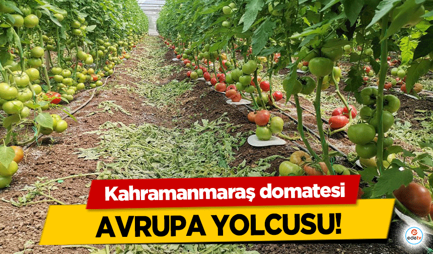 Kahramanmaraş domatesi Avrupa yolcusu!