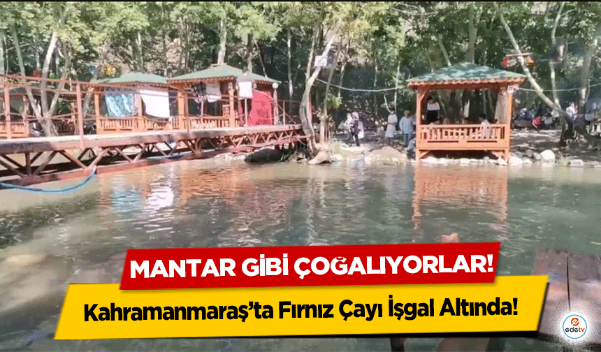 Kahramanmaraş’ta Fırnız Çayı İşgal Altında! Mantar gibi çoğalıyorlar!