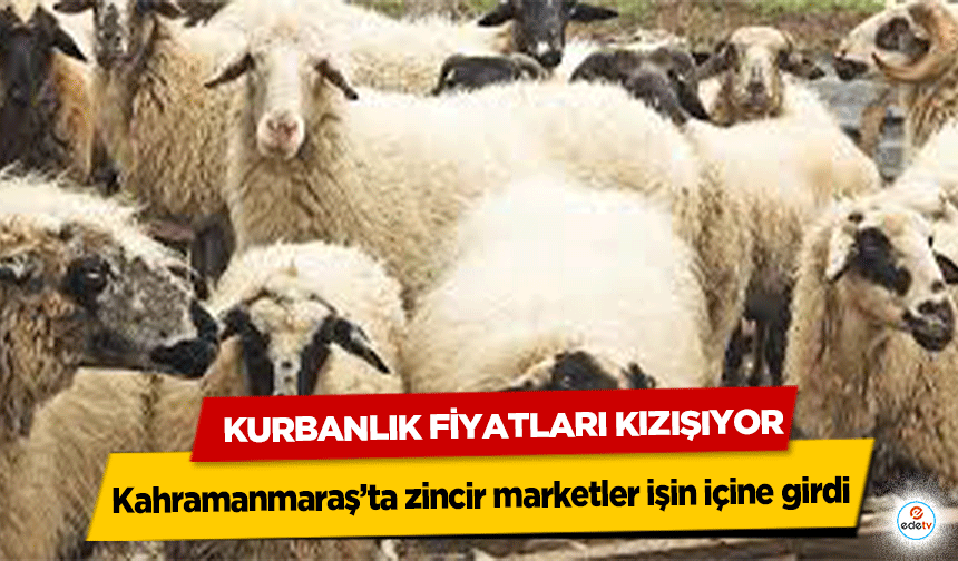 Kahramanmaraş’ta zincir marketler işin içine girdi, Kurbanlık Fiyatları Kızışıyor: Migros, A101, CarrefourSA 2024 kurban