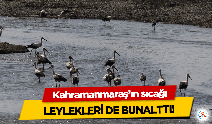 Kahramanmaraş’ın sıcağı Leylekleri de bunalttı!