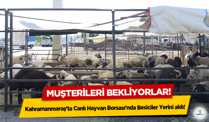 Kahramanmaraş’ta Canlı Hayvan Borsası’nda Besiciler Yerini aldı! Müşterileri bekliyorlar!