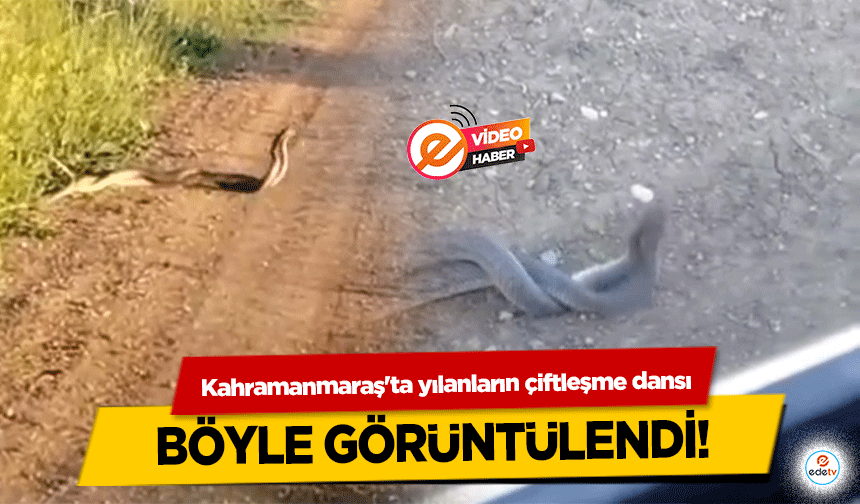 Kahramanmaraş'ta yılanların çiftleşme dansı böyle görüntülendi!