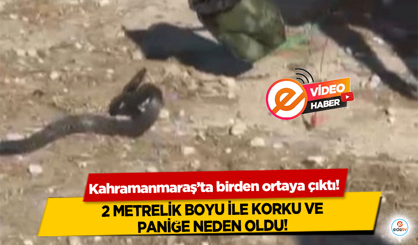 Kahramanmaraş’ta birden ortaya çıktı! 2 metrelik boyu ile korku ve paniğe neden oldu!