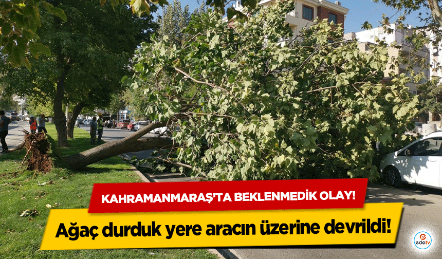 Kahramanmaraş’ta beklenmedik olay! Ağaç durduk yere aracın üzerine devrildi!