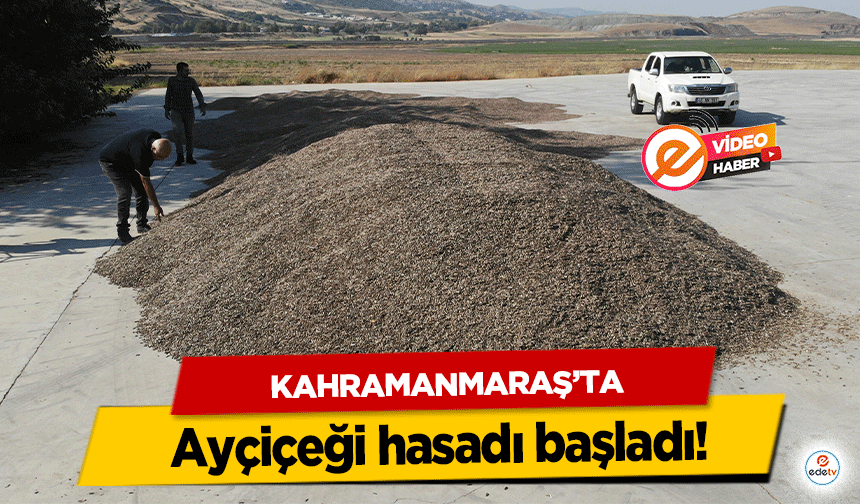 Kahramanmaraş’ta ayçiçeği hasadı başladı!