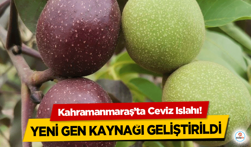 Kahramanmaraş’ta Ceviz Islahı! Yeni gen kaynağı geliştirildi