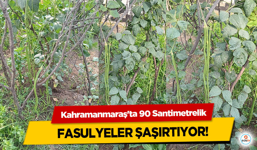 Kahramanmaraş'ta 90 Santimetrelik Fasulyeler şaşırtıyor!