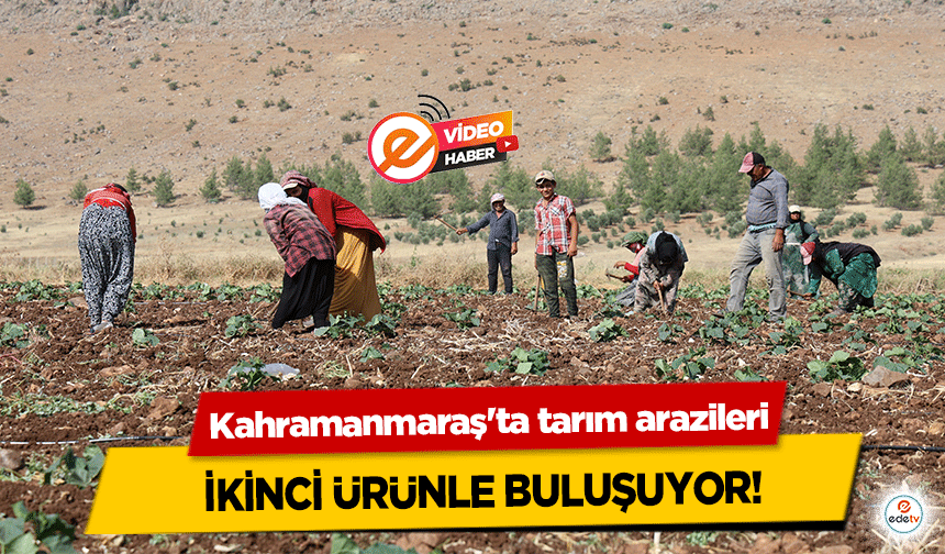 Kahramanmaraş'ta tarım arazileri ikinci ürünle buluşuyor!