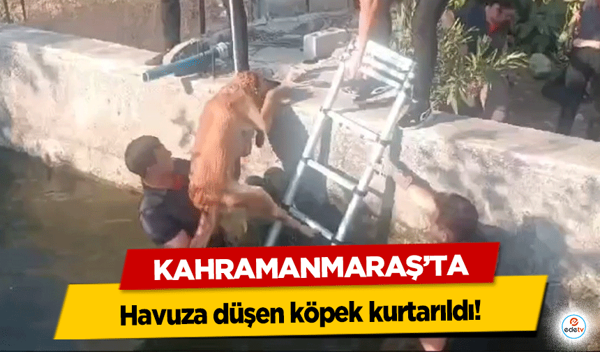 Kahramanmaraş'ta havuza düşen köpek kurtarıldı